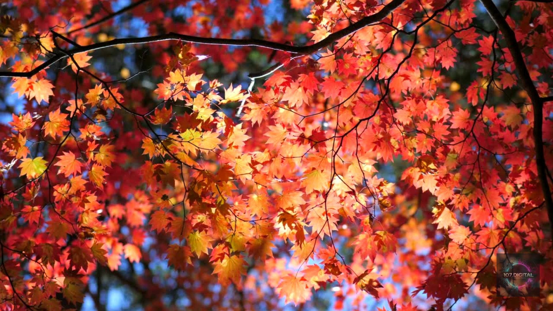 October Status The Leaves - An Ambient Autumn Soundscape. Theranade with Thera Radio.
