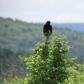 Interview with Heidi Bock (Columbia Land Conservancy): Fostering a Compassionate Community for Wildlife and People