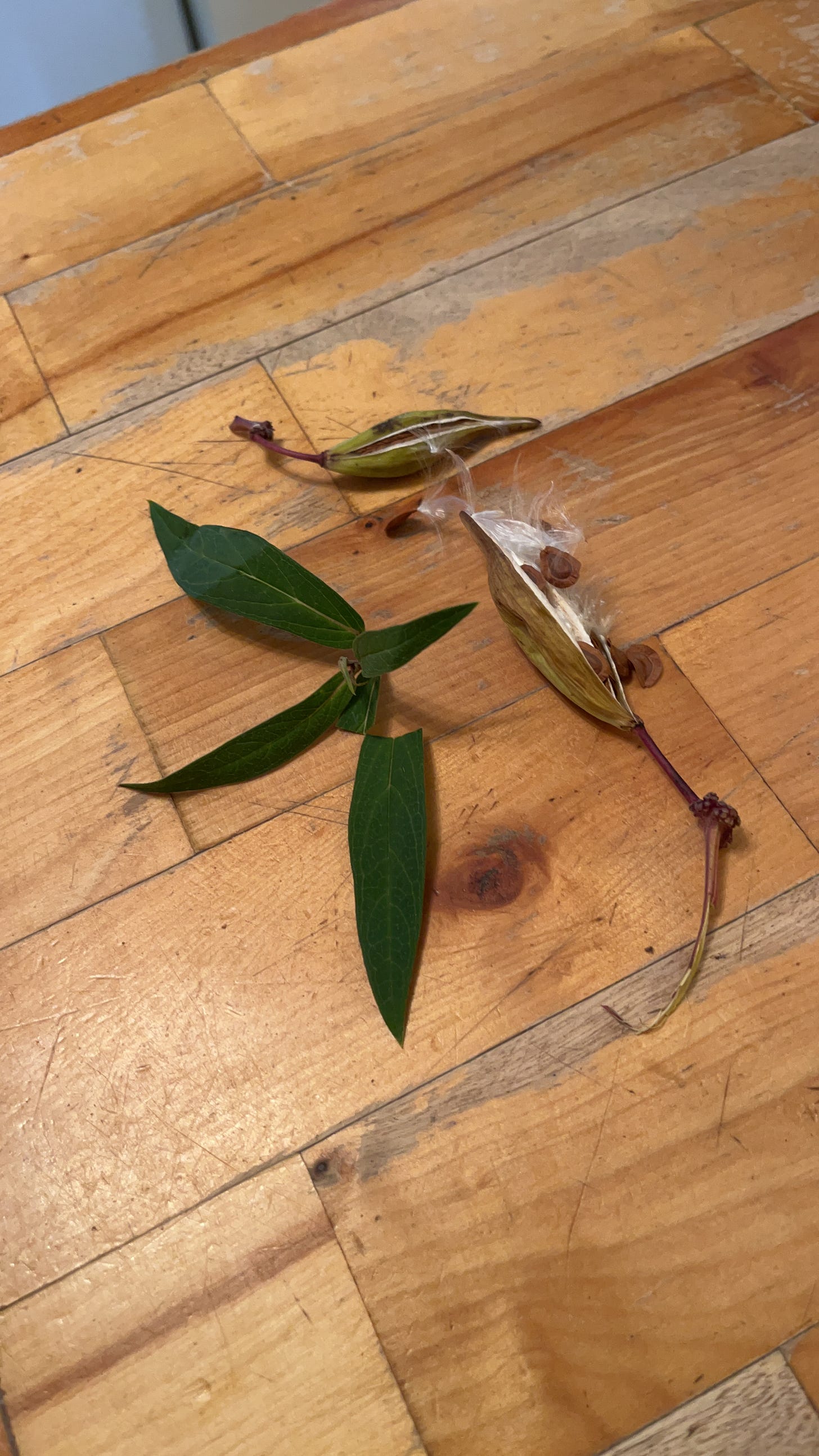 A sad pile of leaves and a seed pod sitting limply on my kitchen counter