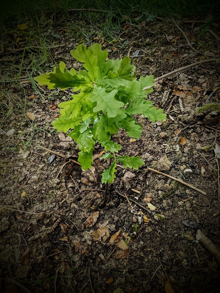 Planting English oak trees around the countryside