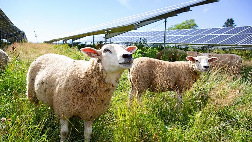 The Solar Shepherd 