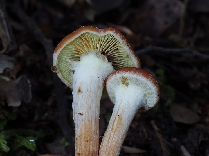 Hypholoma species under 365nm UV light