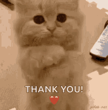 a kitten is sitting on a table with its paws crossed and a heart in its mouth . a kitten is sitting on a table with its paws crossed and a heart in its mouth .