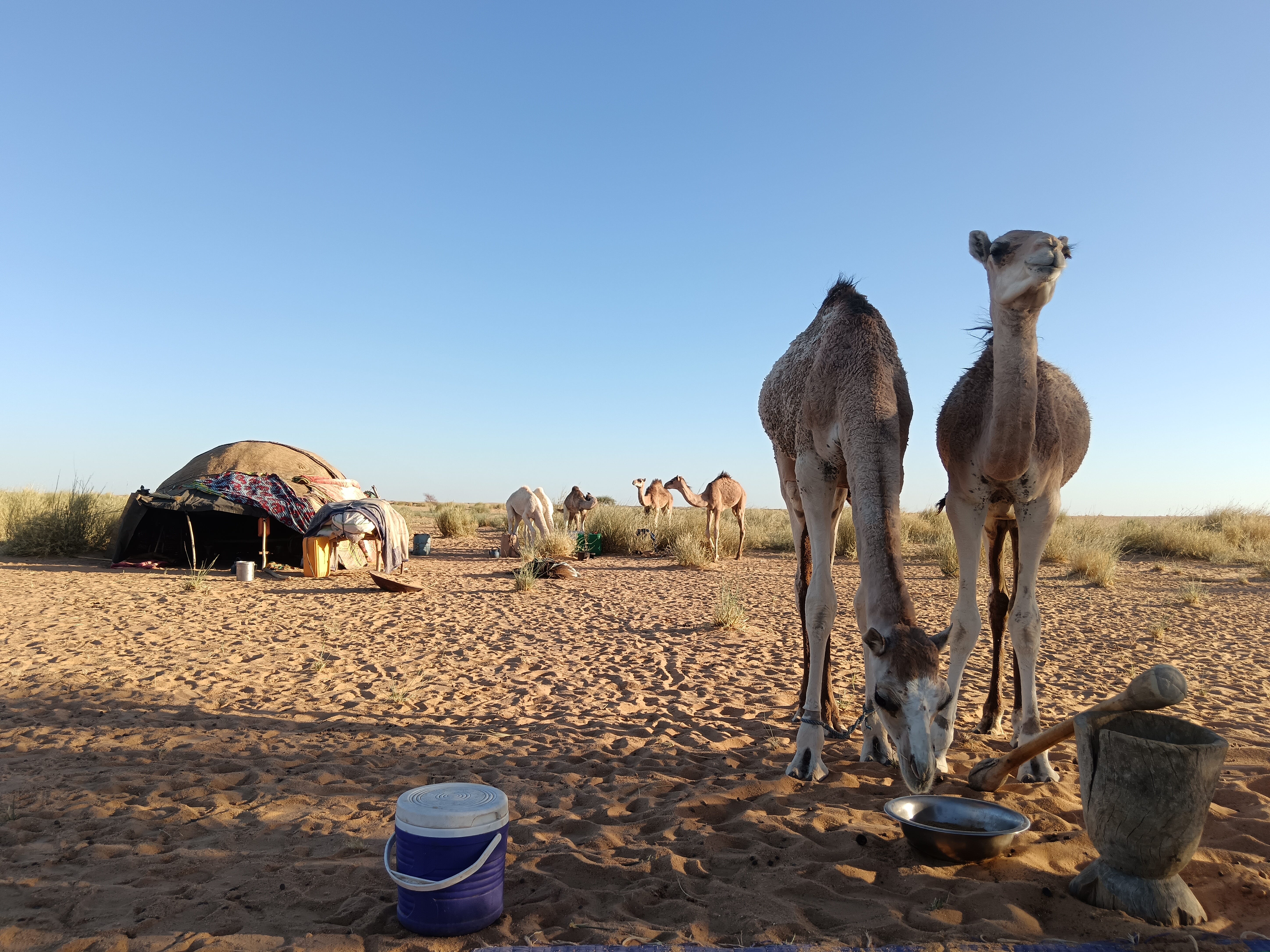 The Nomad’s Dispatch | by The Next Caravan