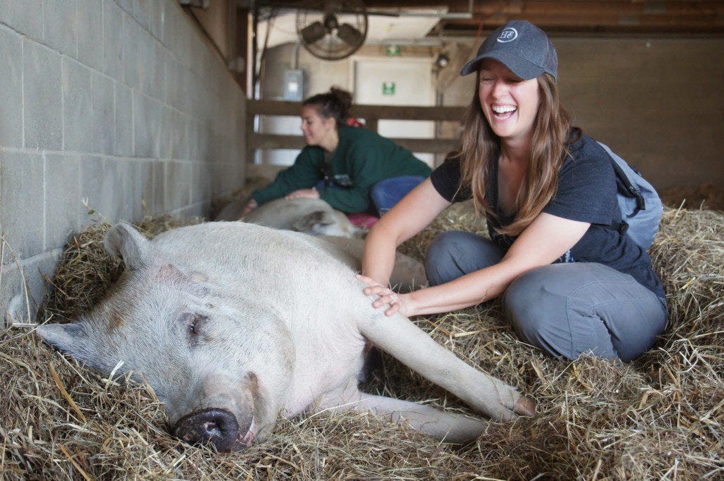 Now THAT is a happy pig. Now THAT is a happy pig.