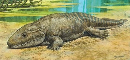 Ichthyostega - Dinopedia - the free dinosaur encyclopedia Ichthyostega - Dinopedia - the free dinosaur encyclopedia