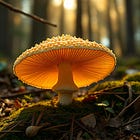 🍄 THE GOLDEN KILLER: How a Pretty Mushroom Escaped the Kitchen and Declared War on the Forest