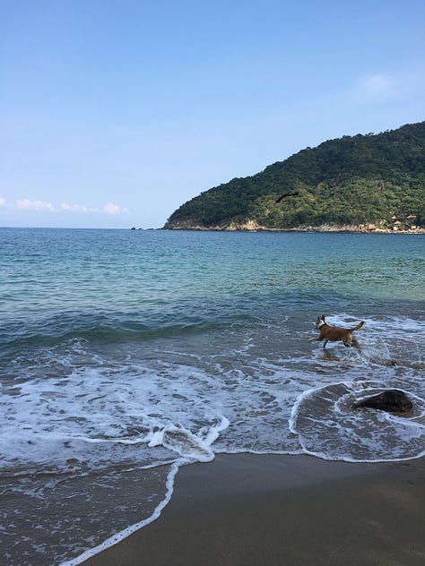 photos of Lody, a brown and white mutt with a very adorable face, in various places around the world
