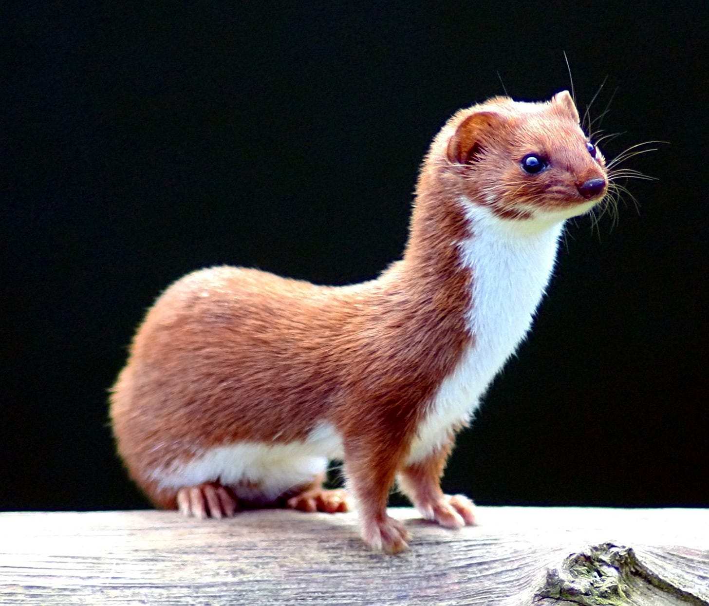 Least weasel Least weasel