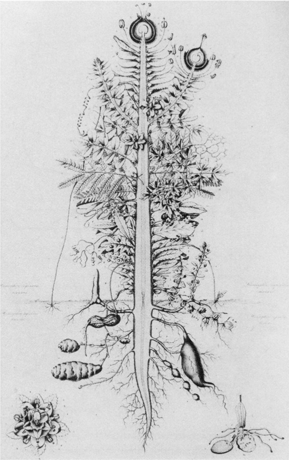 File:Urpflanze.png - Wikimedia Commons