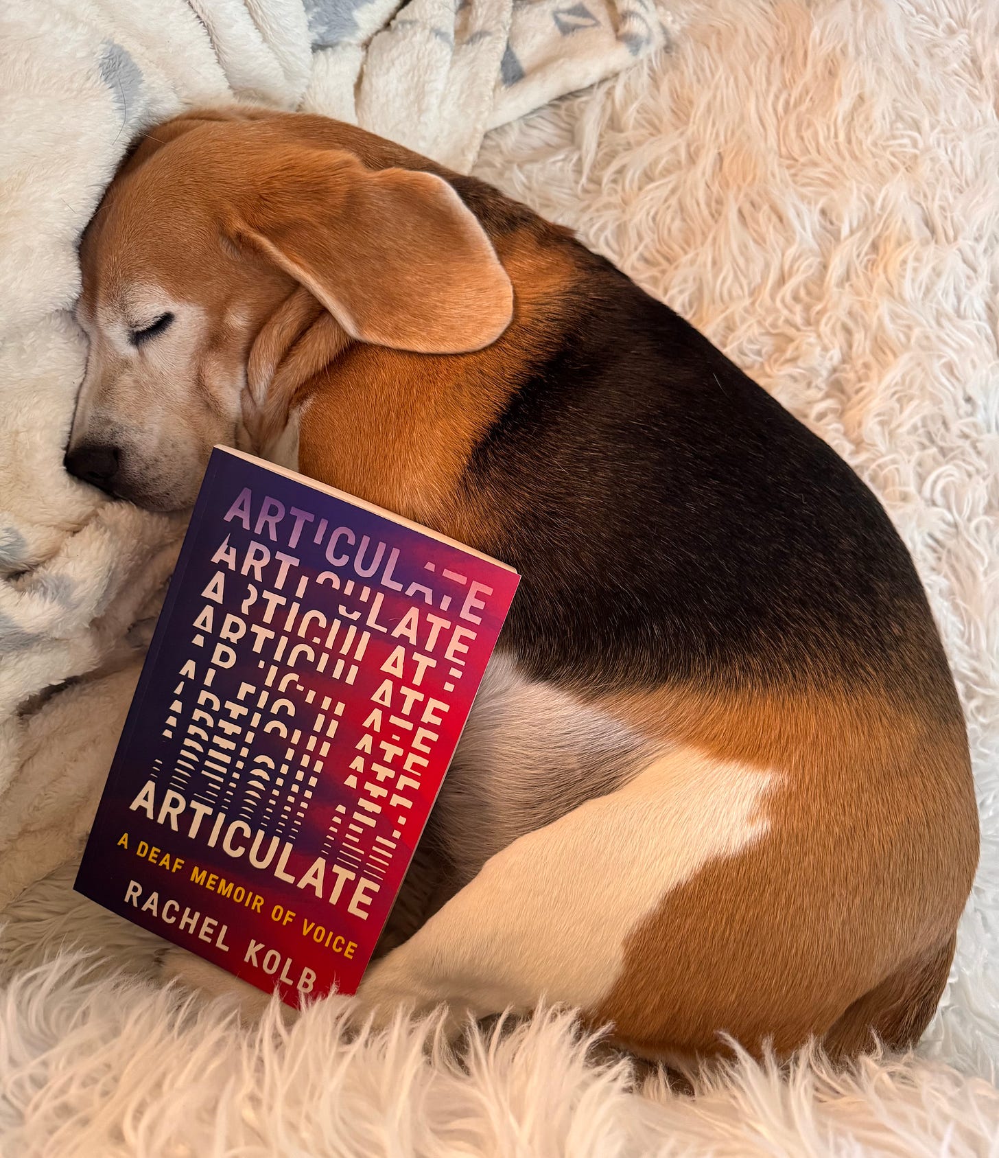 A sleeping beagle curls up on a fuzzy white couch, a copy of Rachel Kolb's ARTICULATE nestled on top of her paws.