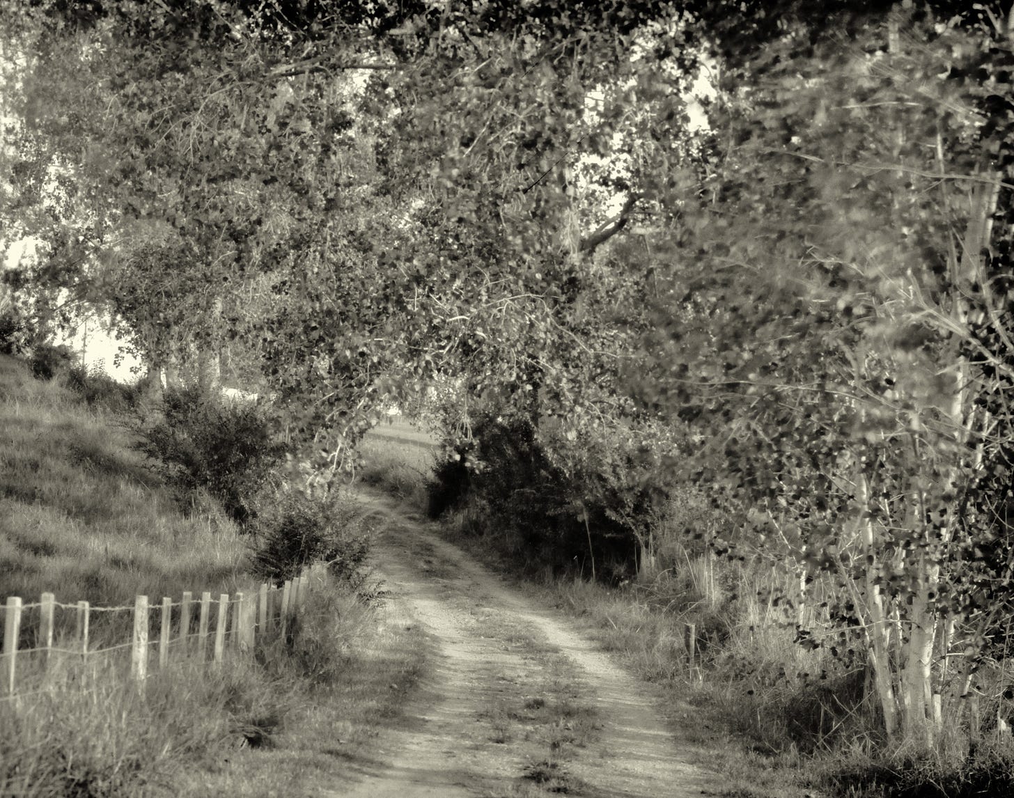 Silver gelatin paper neg of driveway. Developed and scanned. Silver gelatin paper neg of driveway. Developed and scanned.