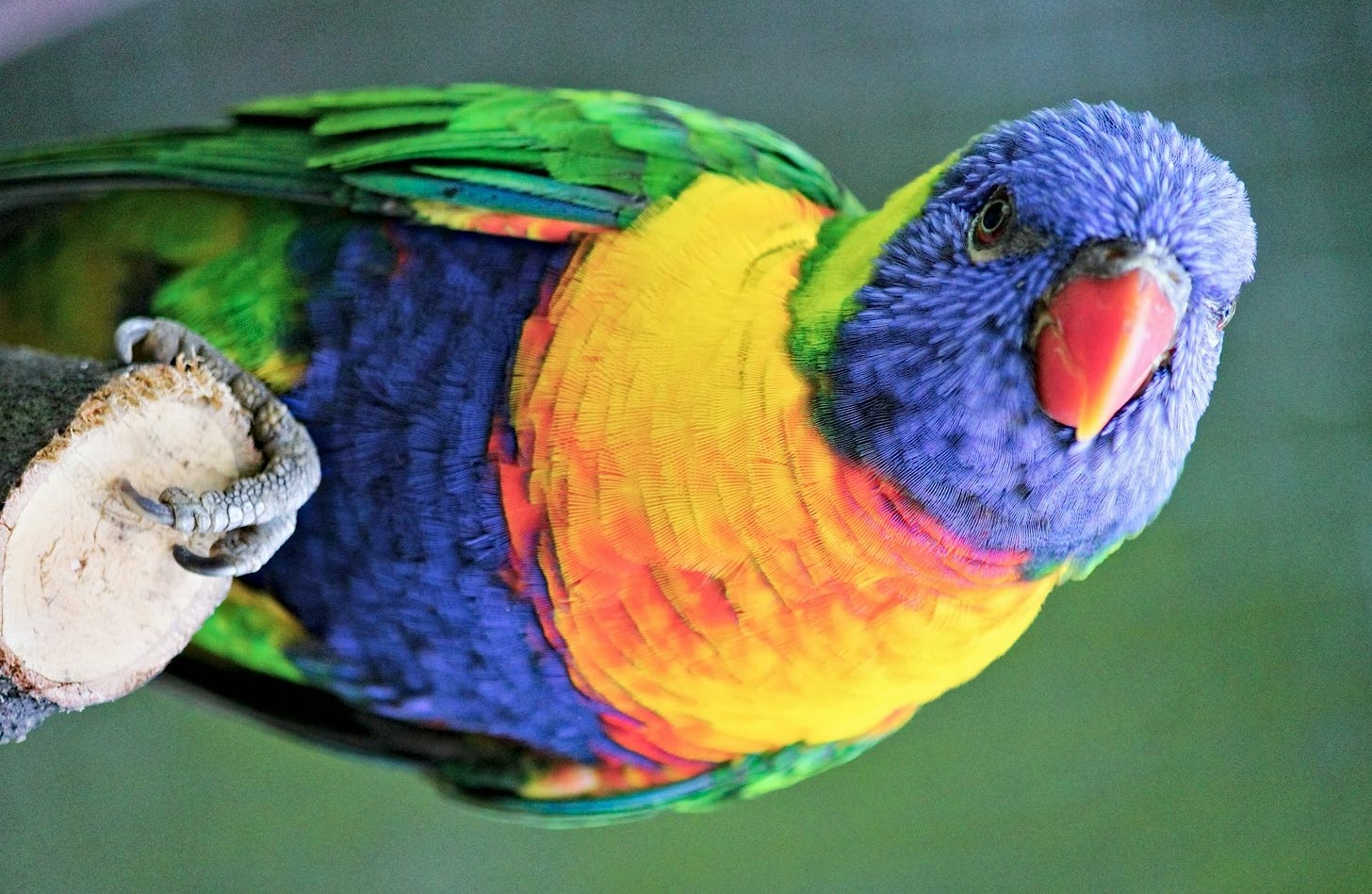 blue green and orange bird