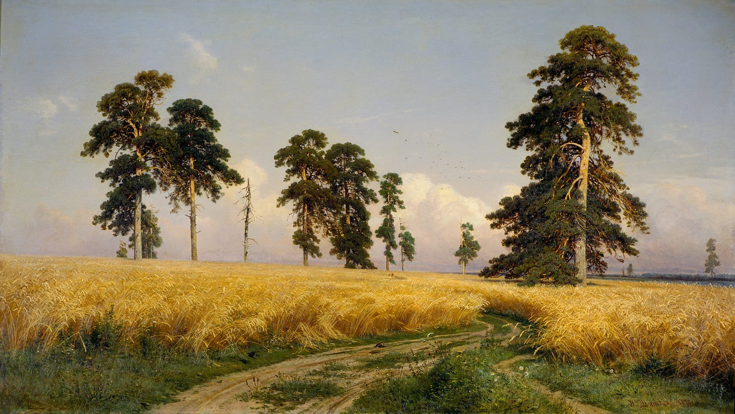 Tall pines rise over a golden rye field under a summer sky, one pine dead and bare Tall pines rise over a golden rye field under a summer sky, one pine dead and bare