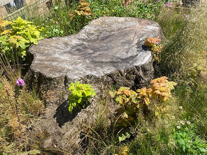 Two photos, one of the Sycamore Gap tree stump in March 2025 and one in July 2025