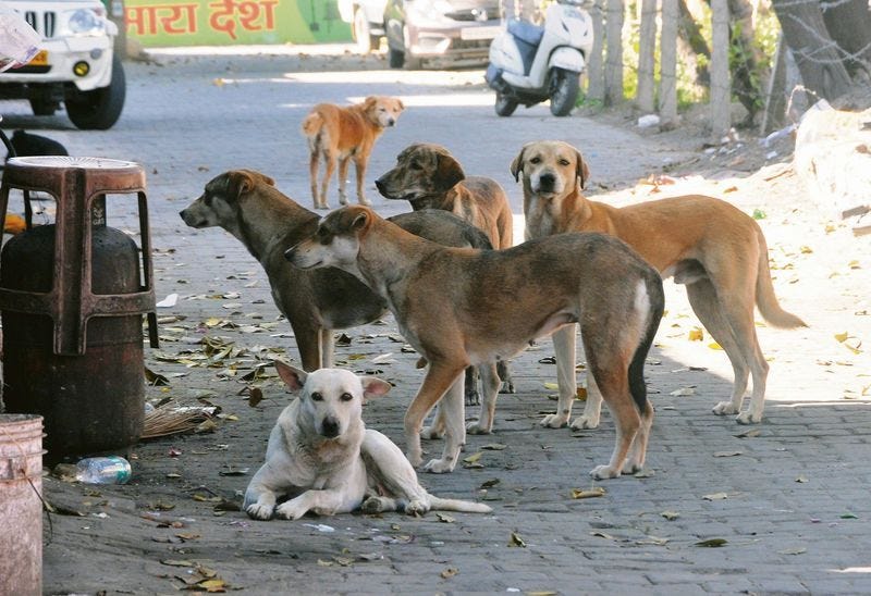 Stray dog menace: We will play video and ask you what humanity is, SC tells  petitioner - The Tribune