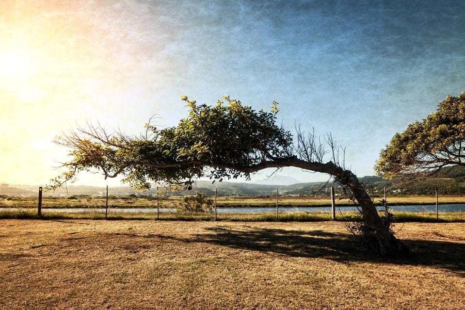 leaning tree