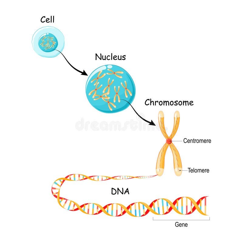 Gene Cell Stock Illustrations – 48,598 Gene Cell Stock Illustrations, Vectors & Clipart - Dreamstime Gene Cell Stock Illustrations – 48,598 Gene Cell Stock Illustrations, Vectors & Clipart - Dreamstime