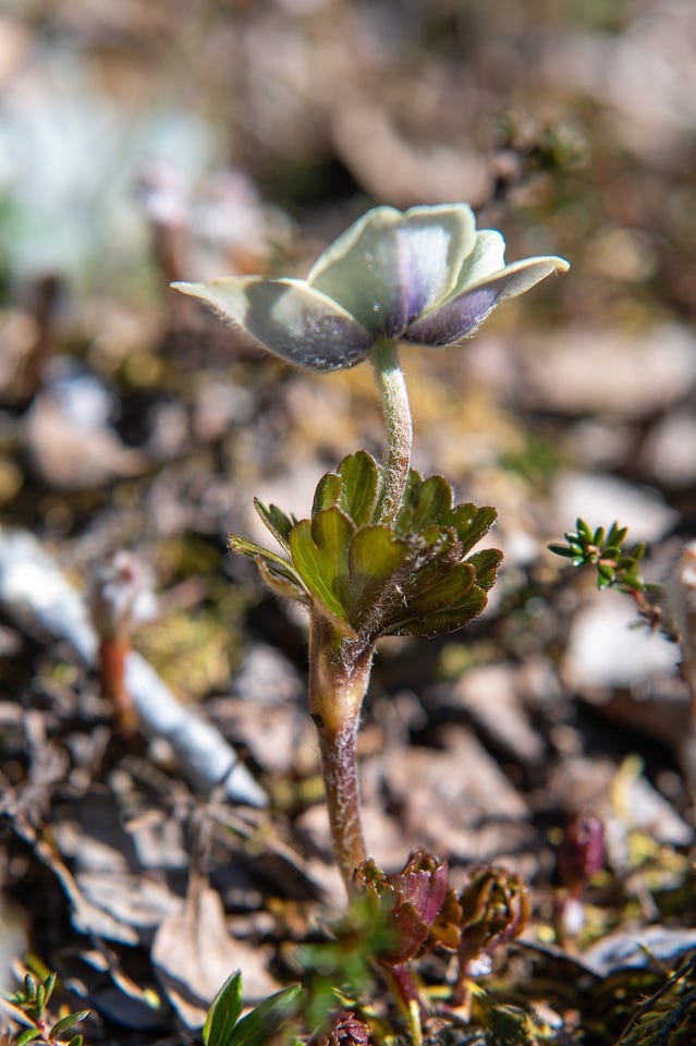 A macro view of a small-flowered anemone seen from behind, its cupped petals pale green-white washed with bluish purple on the outside, held on a hairy stem above a whorl of toothed green leaves. The forest-floor litter behind is thrown out of focus.