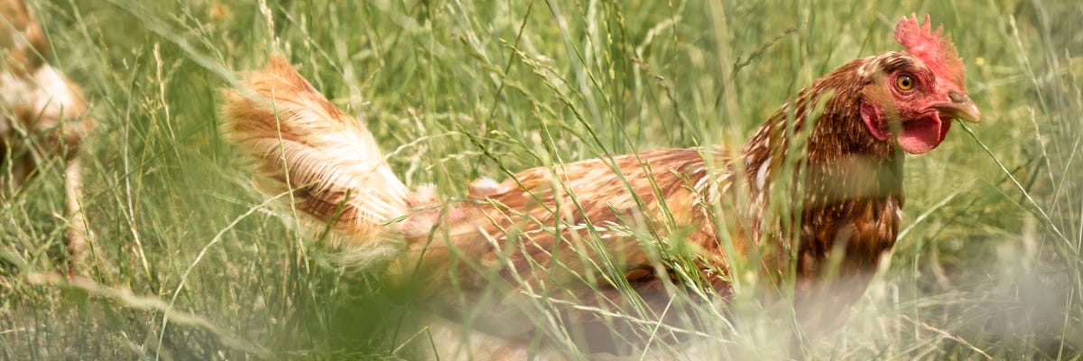 A hen in long grass