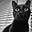 Not A Cat's avatar