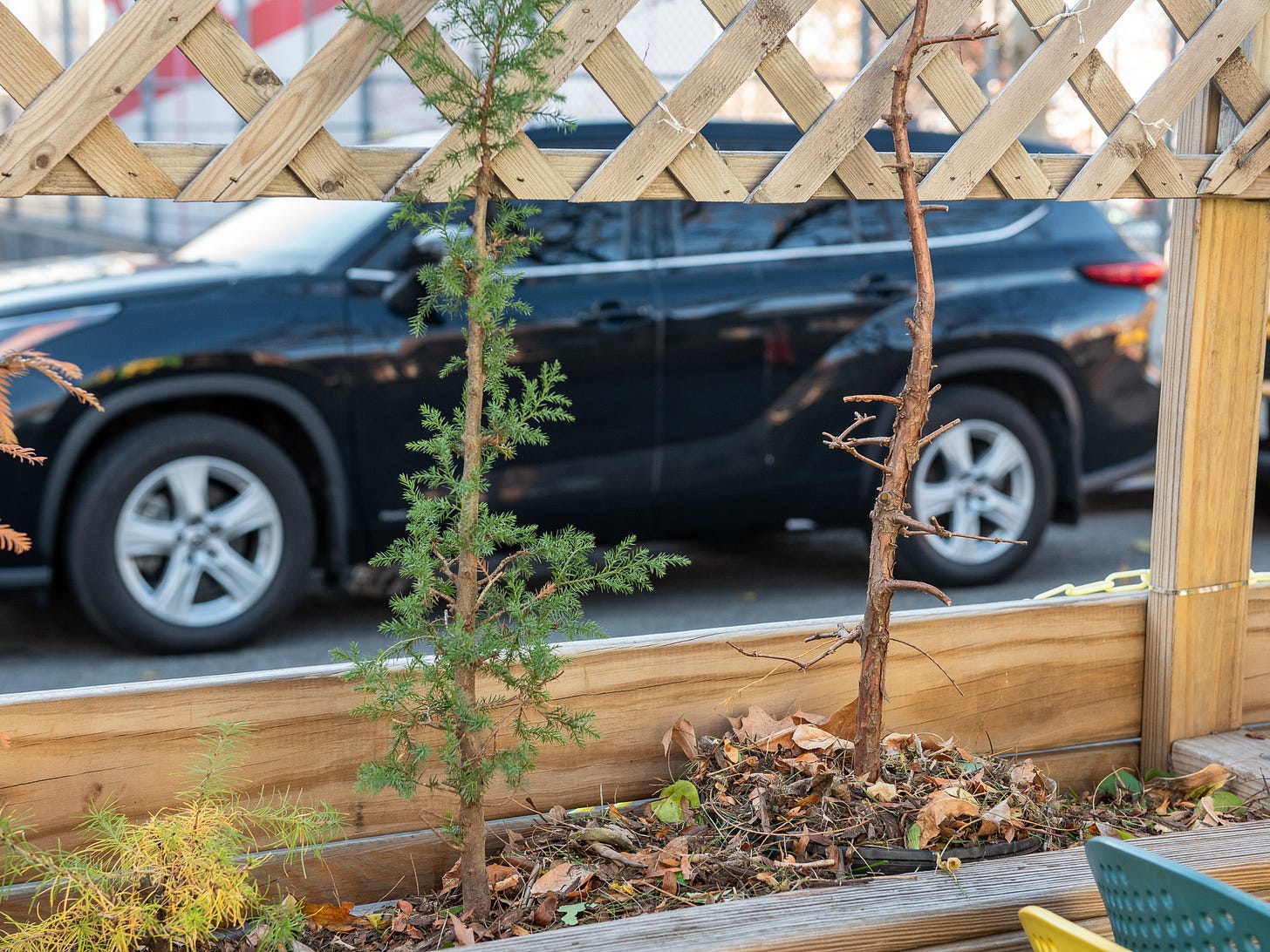 ID: Eastern red cedar and dawn redwood bonsai, mulched into outdoor restaurant planter