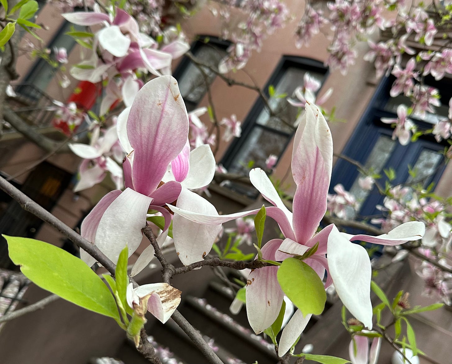 Some pink and white flowers on a tree that I saw in my neighborhood.