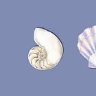 memories from the coast that raised me