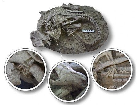 Fossile d'un combat entre un mammifère et un dinosaure Fossile d'un combat entre un mammifère et un dinosaure