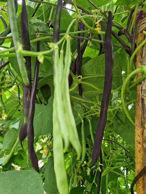 In the garden July; carrots, mangelwurzel, summer squash, mulberries, cucumbers, chillies, Korean mint, beans, tomato harvest