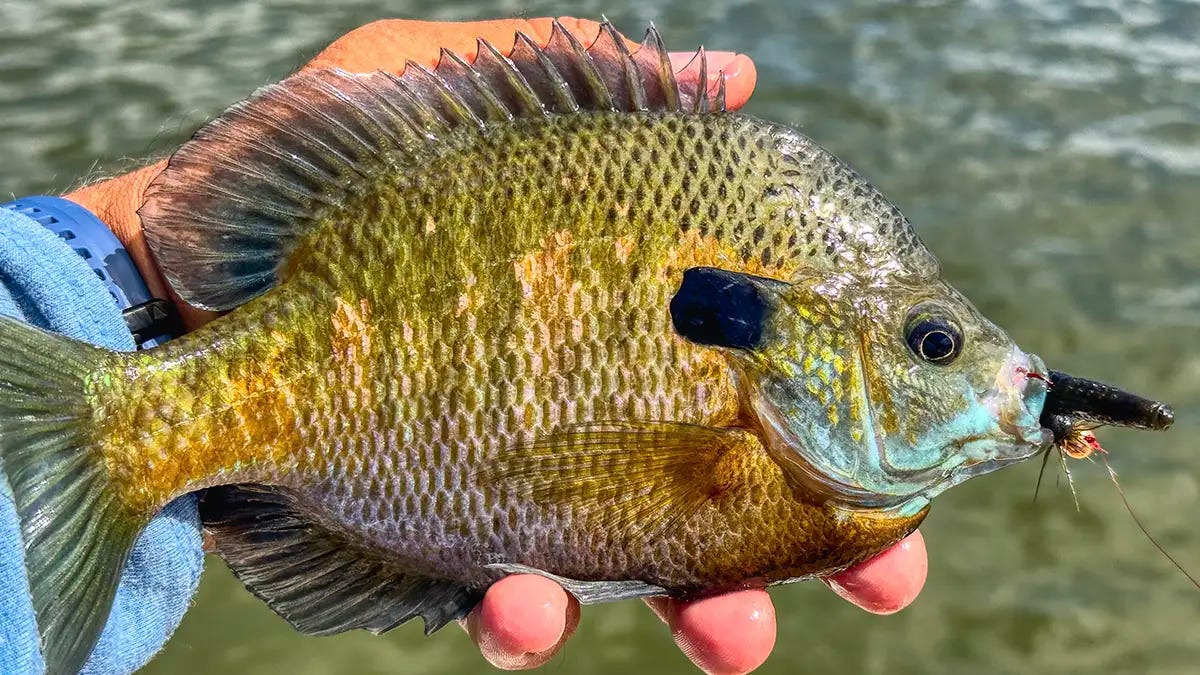 Panhead Fish 7 Best Panfish Lures to Catch Big Ones - by Jason Sealock