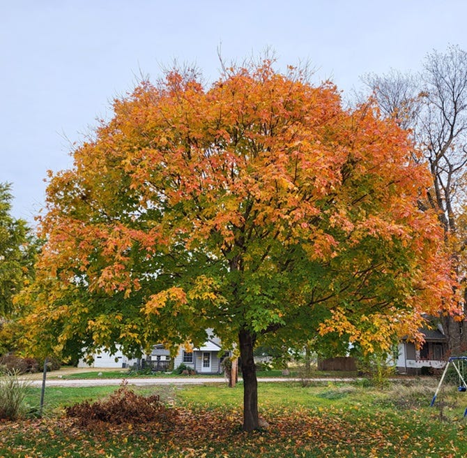 Tree in Fall colors with blue skies