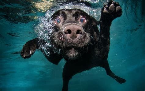 Funny Dogs Desktop Wallpapers - Top Free Funny Dogs Desktop Backgrounds - WallpaperAccess Funny Dogs Desktop Wallpapers - Top Free Funny Dogs Desktop Backgrounds - WallpaperAccess