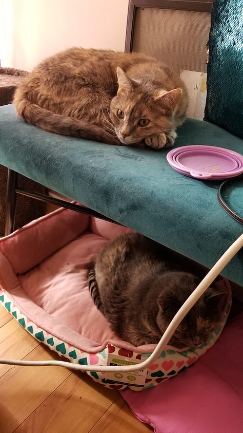 A collection of photos of Dilly (grey tortoiseshell cat) with her best friend Lucy (tortoiseshell cat).