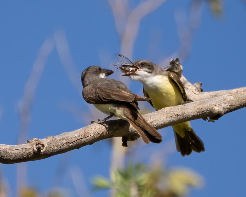 20250822-BoxCanyon-290-Edit.jpg 20250822-BoxCanyon-290-Edit.jpg