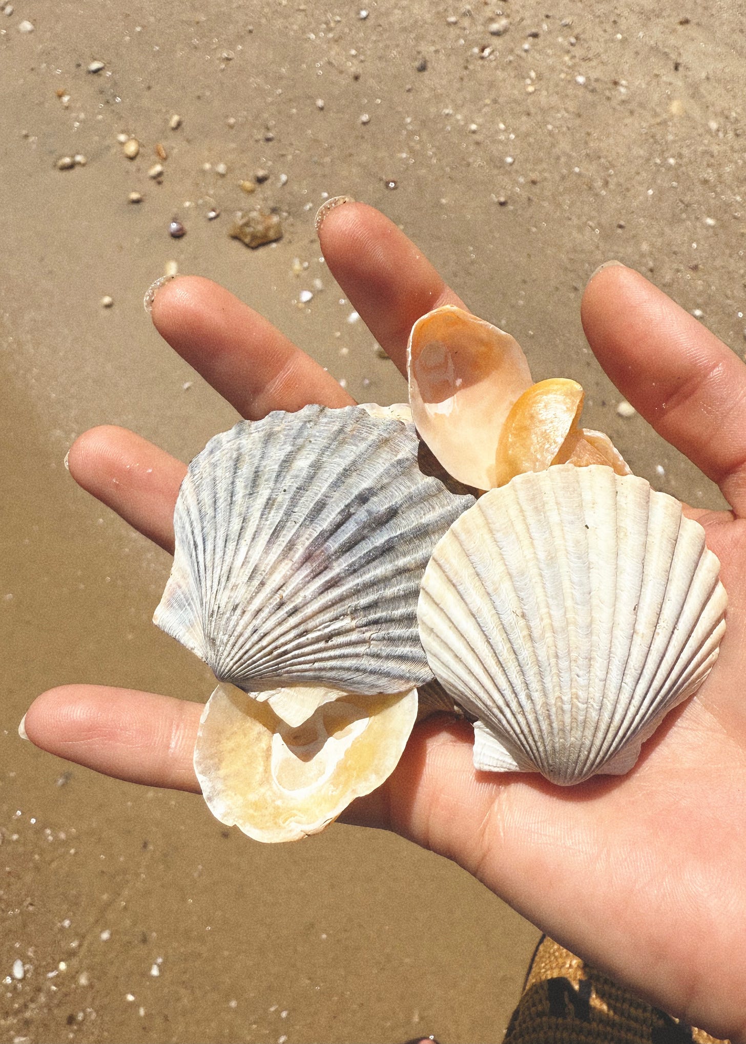 Photo of shells in hand