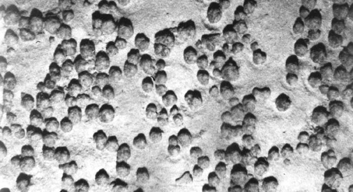 polymetallic nodule field from above polymetallic nodule field from above