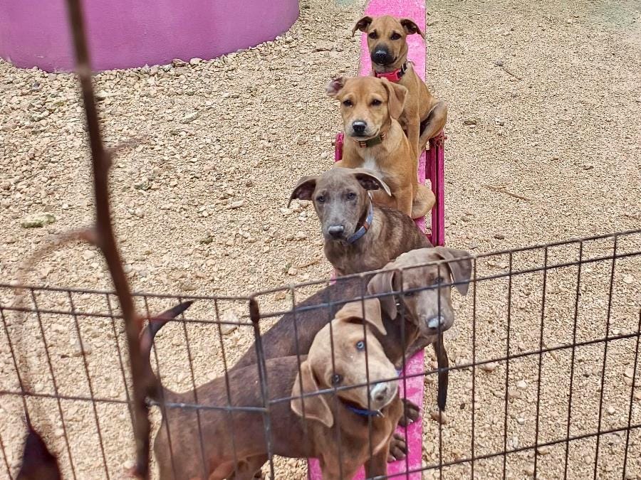 Helps dogs as a volunteer with Isla Animals Rescue Retreat Helps dogs as a volunteer with Isla Animals Rescue Retreat