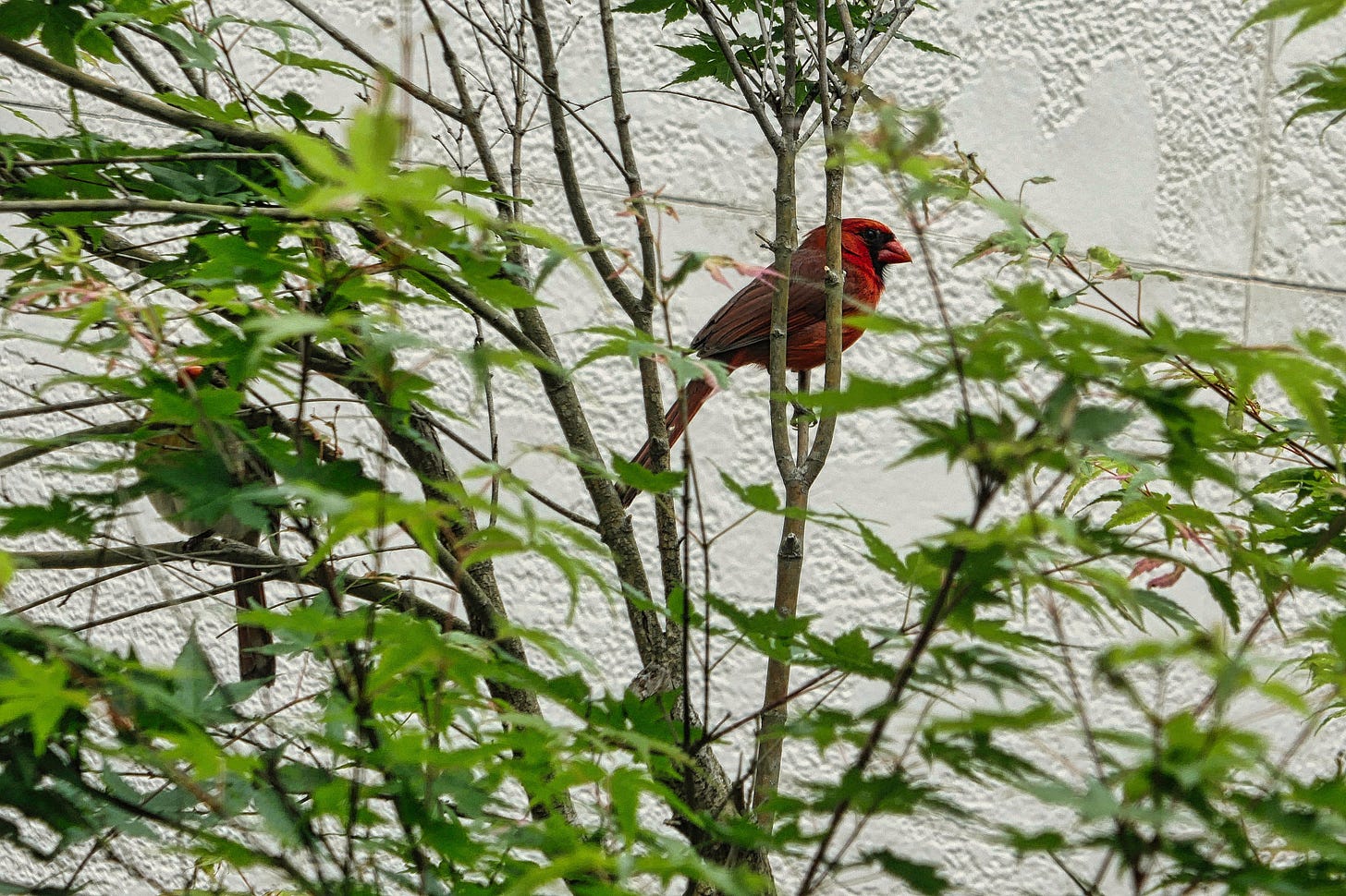 A bright red male Cardinal sitting on a tree branch with his mate a few branches below to the left, almost hidden in the leaves of the tree
