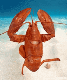 lobster GIFs | Tenor lobster GIFs | Tenor