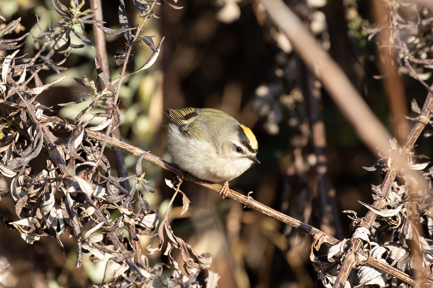 a round olive colored bird with a black cap topped with bright yellow feathers and a small black bill, grasping onto a thin twig and facing left against a backdrop of dark brown plants a round olive colored bird with a black cap topped with bright yellow feathers and a small black bill, grasping onto a thin twig and facing left against a backdrop of dark brown plants