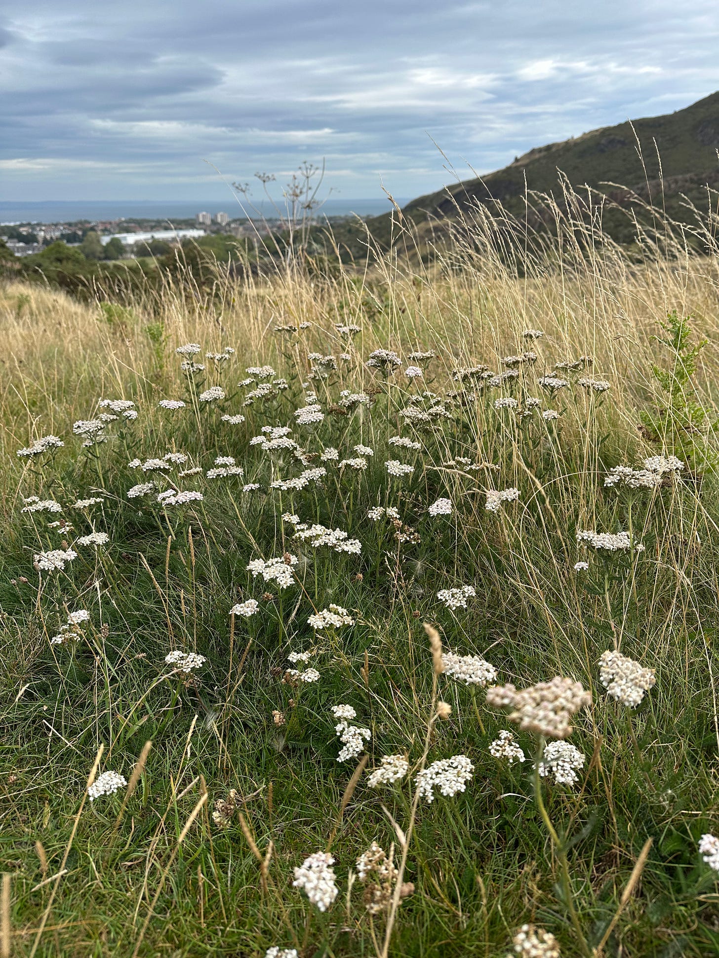 An image of white yarrow flowers growing wild among gold grasses, with mountains and water and grey clouds in the background