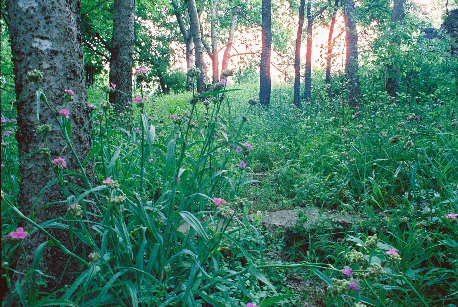 Wild path with concrete rubble steps and spiderwort blooms Wild path with concrete rubble steps and spiderwort blooms