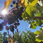 High Noon in the Vineyard: Dealing with Heat Spikes