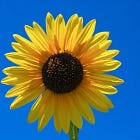 Sunflowers.