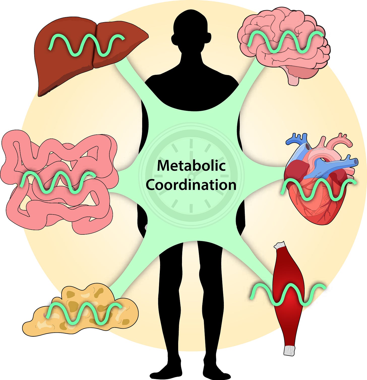 Figure showing how organs exhibit daily rhythms, but how metabolic timing remains coordinated across the body is not fully understood. Figure showing how organs exhibit daily rhythms, but how metabolic timing remains coordinated across the body is not fully understood.