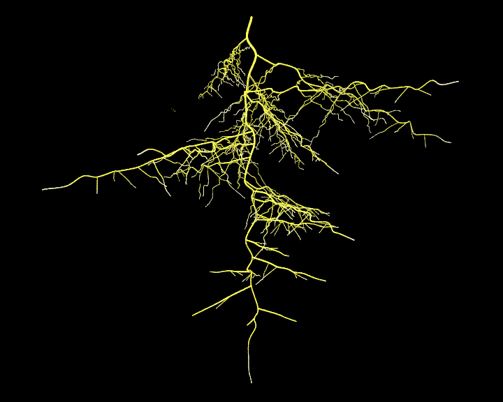 File:Young tap root.GIF - Wikimedia Commons