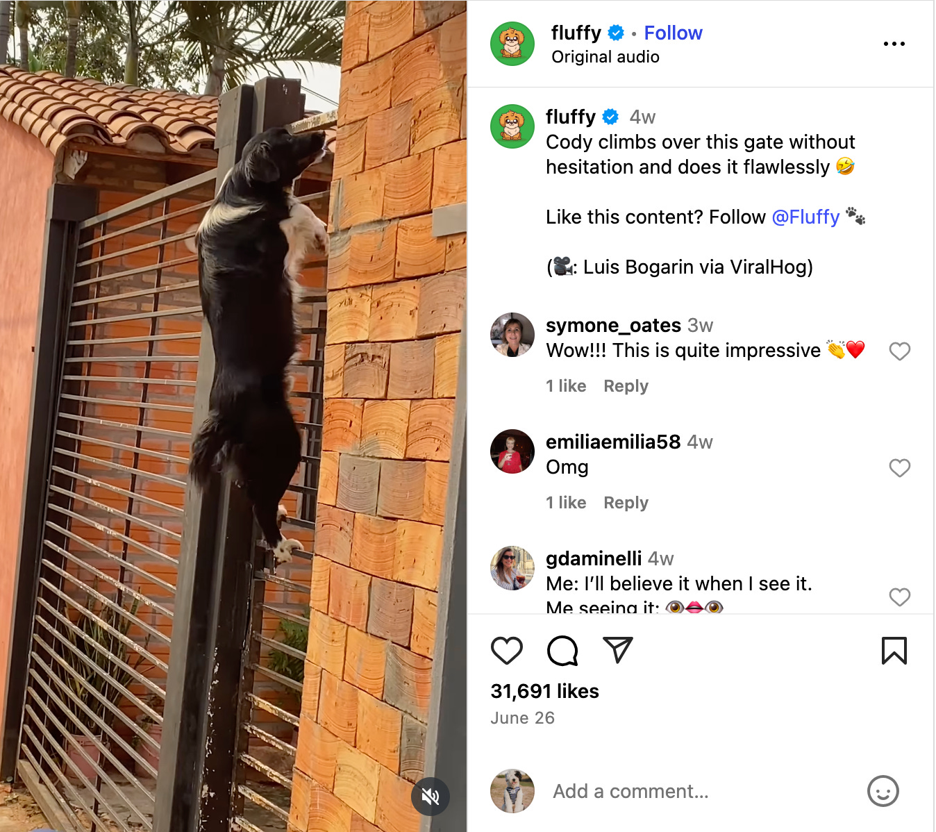 screenshot of Cody climbing up a fence in @fluffy post
