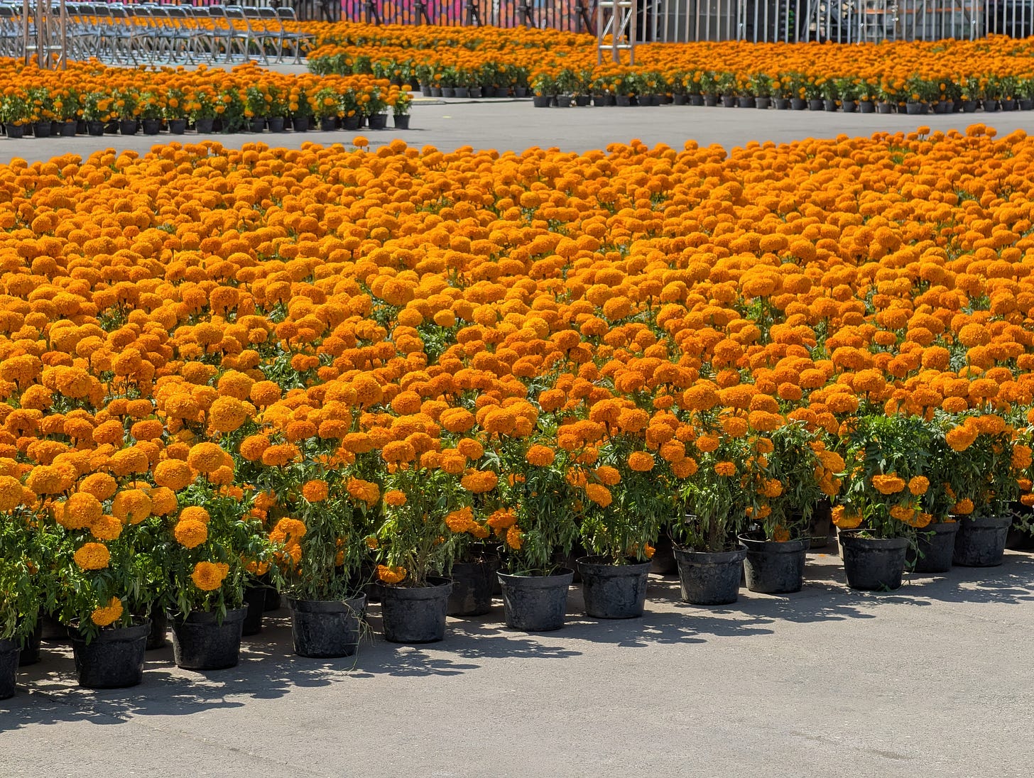 A sea of orange marigolds in honor of the Día de Muertos season A sea of orange marigolds in honor of the Día de Muertos season