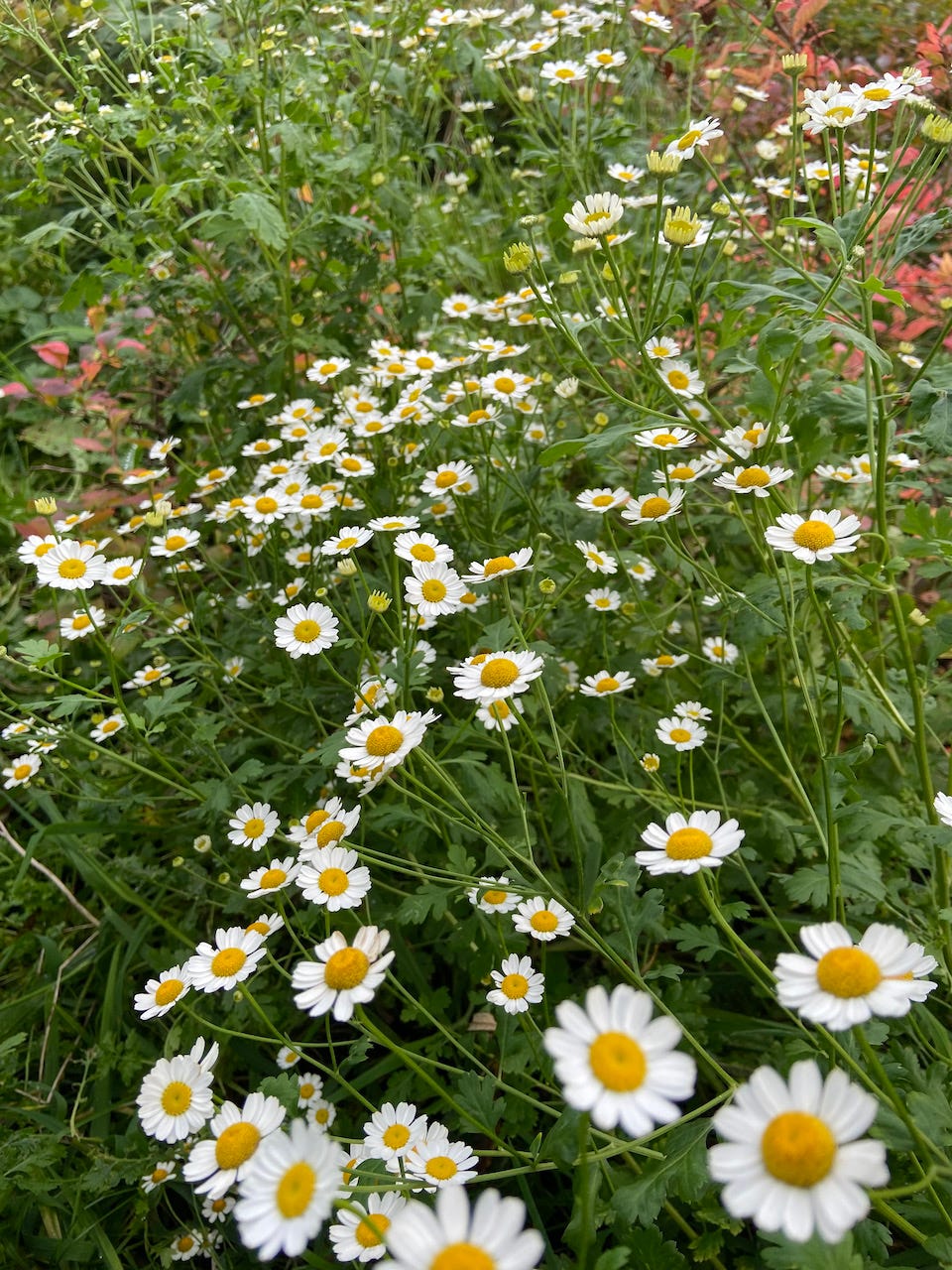 DAISIES, image size:960x1280
